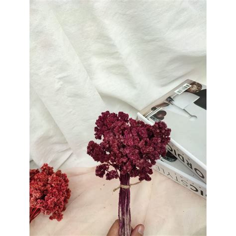 Jual Bunga Edelweis Bunga Edelweis Warna Bunga Kerng Dried Flower