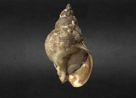 Whelk Shell Cragen Gwichiad Moch 3d Model By Amgueddfa Cymru