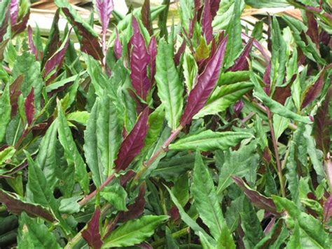 Okinawa Spinach Gynura Crepioides