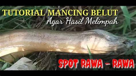 Keseruan Mancing Belut Di Rawa Rawa Youtube