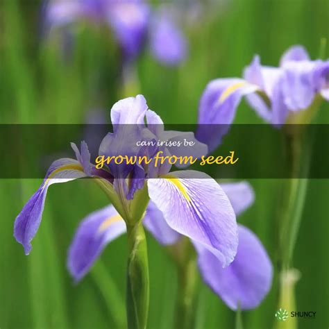 Start Growing Irises From Seed A Step By Step Guide Shuncy