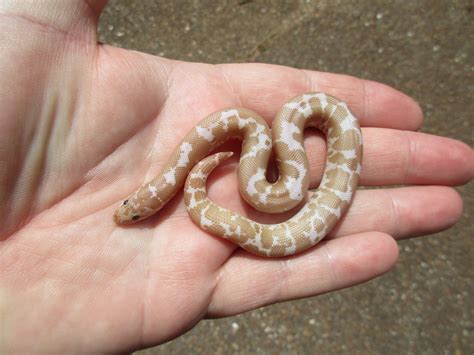 Snow 50 Het Splash Kenyan Sand Boa By Hills Herps Morphmarket