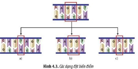 Quan sát hình 4 3 hãy a Xác định các dạng đột biến điểm b Dự đoán sự