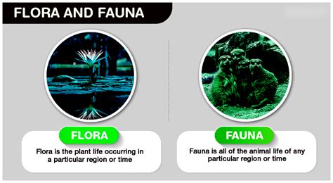 Understanding Flora And Fauna Meaning Importance And Examples