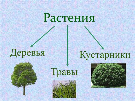 Деревья. Кустарники.Травы - online presentation