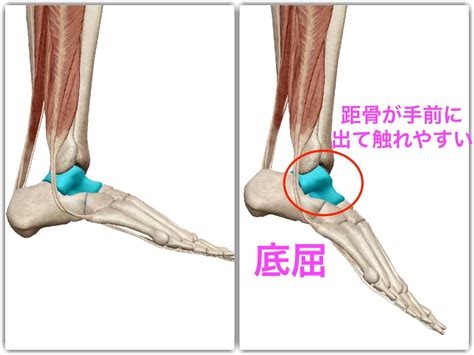 【スクワット】深くしゃがむと「かかとが浮く」は”距骨”の動きで改善！足首の柔軟性を出す方法1 トレーニング強化書