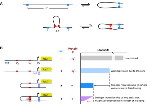 Assaying Dna Looping By Loop Assistance A The Dna Loop Formed