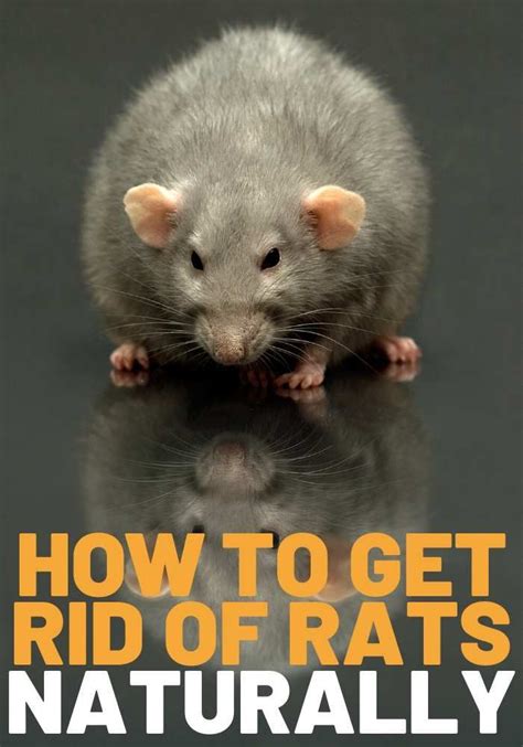 How To Get Rid Of Rats And Mice 15 Easy Rodent Solutions Artofit