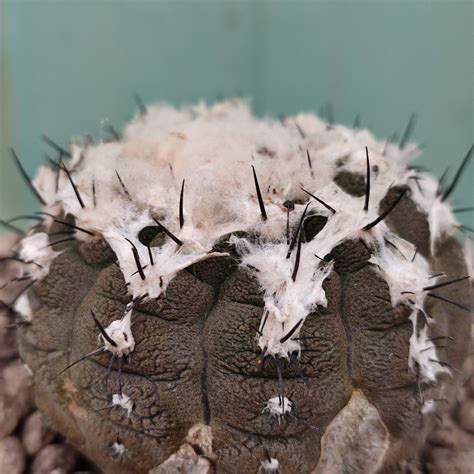 Copiapoa Hypogaea Cv Lizard Skin Giromagi Cactus And Succulents