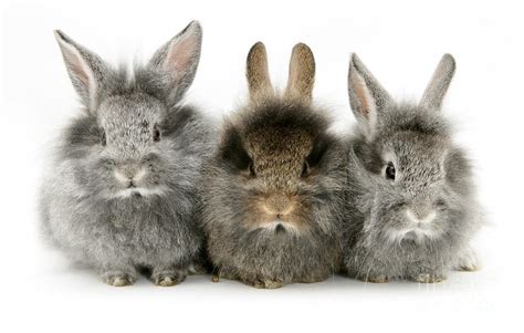 Lionhead Rabbits Photograph by Jane Burton - Fine Art America