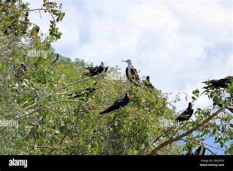 El Magn Fico Frigatebird Es Un Ave Marina De La Familia De Frigatebird