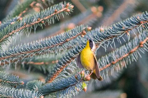 A R Yellow Throat Tony Spane Flickr