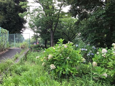 横浜時報 On Instagram “阿久和蟹沢公園のアジサイ。阿久和蟹沢公園だけでなく、阿久和団地内にはいくつものアジサイが咲いている。 横浜時報 阿久和団地 阿久和 阿久和南