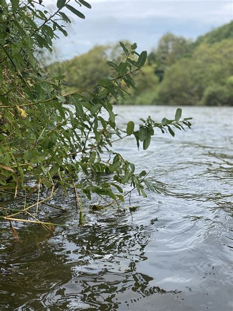 北海道の尻別川でイトウを釣る後編1 Bigtrout Fishing Hokkaido