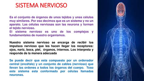 Facturable Ellos Universal Anatomia Sistema Nervioso Central Ppt Galope