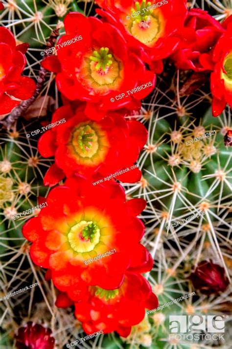 Blooming Barrel Cactus With Red Blooms Stock Photo Picture And Low