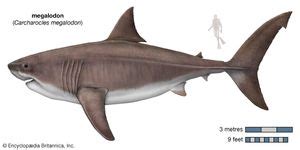 megalodon | Size, Fossils, & Facts | Britannica.com