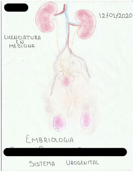 Sistema Urogenital Rrdoc Udocz