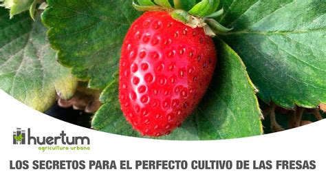 Los Secretos Para El Perfecto Cultivo De Las Fresas Huerto Urbano