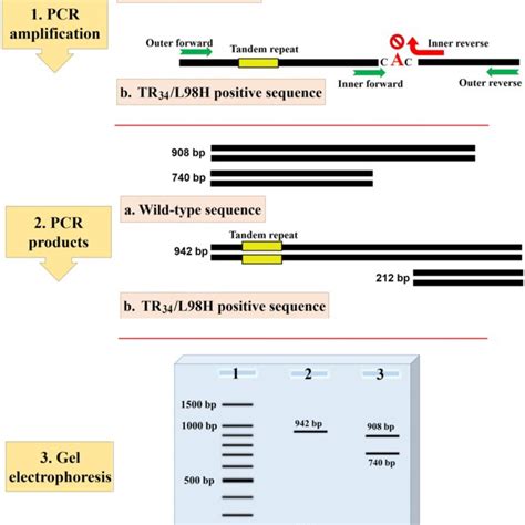 Confirmation Of Tetra Primer Arms Pcr By Sequencing Results A And B Download Scientific