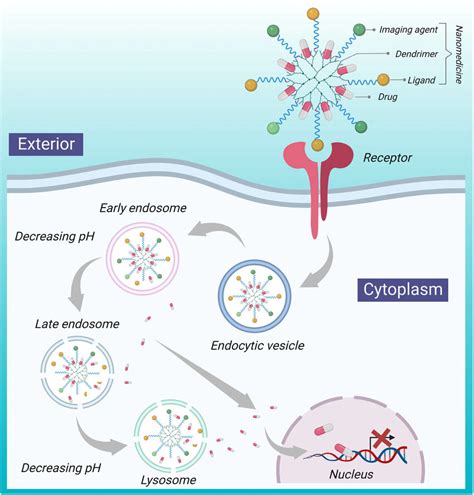 Nanoparticle Like Doxorubicin And Methotrexate Mechanism For