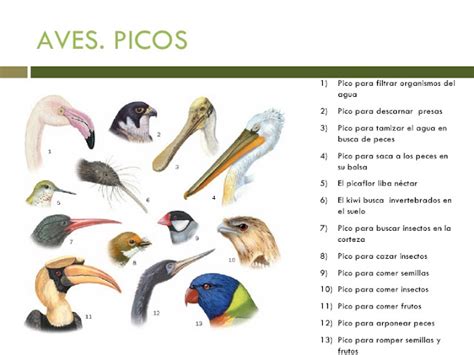 Biolog A Ero Secundaria Las Aves