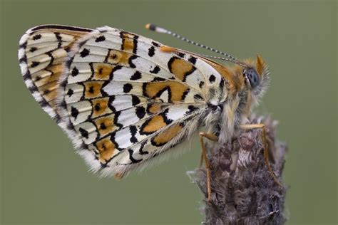 Tweede Topjaar Op Rij Voor Veldparelmoervlinder Natuurpunt Insecten