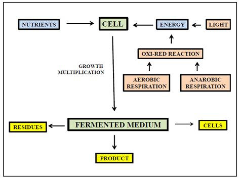 Cell Fermentation Process