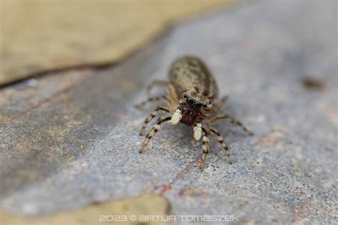 Chrysillini In May 2023 By Artur Tomaszek INaturalist