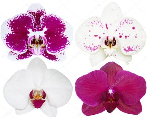 Colección De Flores Aisladas De Orquídeas Conjunto De Plantas