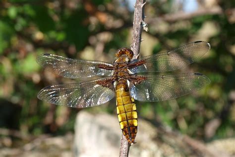 Libellula Depressa F Calzadilla Extremadura Phylum Arthr Flickr