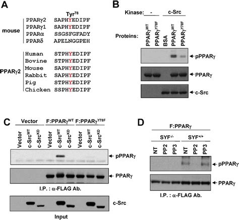 C Src Directly Phosphorylates Ppar At Tyr A The C Src Consensus