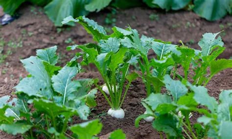 When to Plant Turnip Greens for Best Growth?