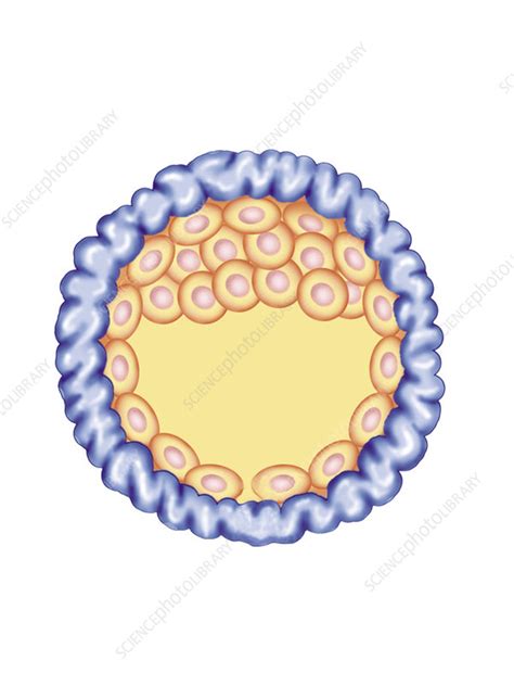 Blastocyst Formation Illustration Stock Image C025 6739 Science