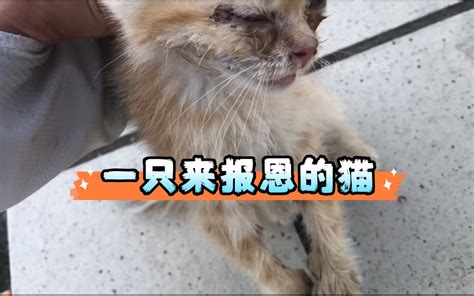 外卖小哥送餐路上救了一只流浪猫，没想到长大后变成了梦中情猫！ 追光少年大古和乔熹 追光少年大古和乔熹 哔哩哔哩视频