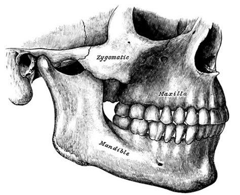 Medicinsk Terminologi A L Diagram Quizlet