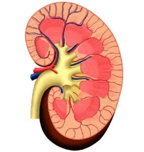 Riñón anatomía macroscópica Homo medicus