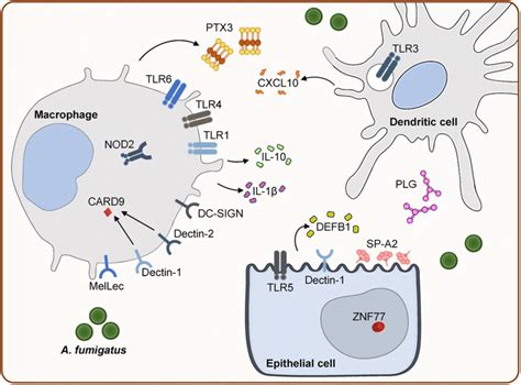 Overview Of The Major Innate Immunity Components And The Cell Types In