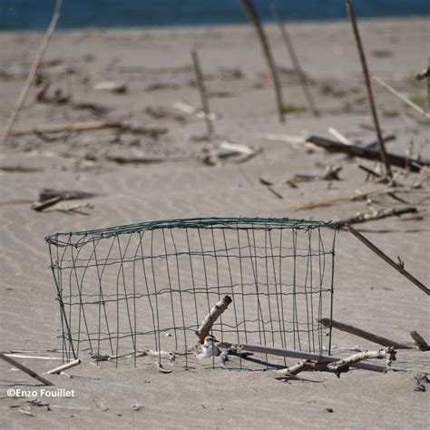 Conservatoire Du Littoral On Twitter Op Ration Attention On Marche