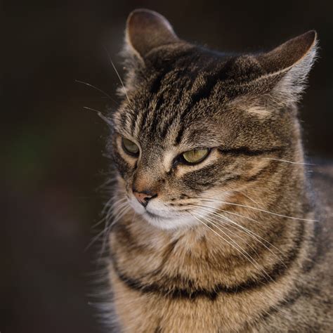 Todo Lo Que Debes Saber Sobre Tener Un Mono Como Mascota En Espa A