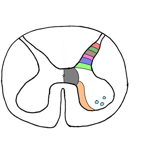 Rexeds Laminae Diagram Quizlet