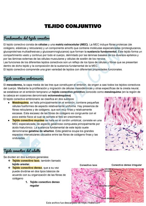 Tejido Conjuntivo Histo Tejido Conjuntivo Fundament De Tejid