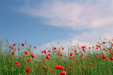 Free Images Nature Horizon Cloud Sky Field Meadow Prairie