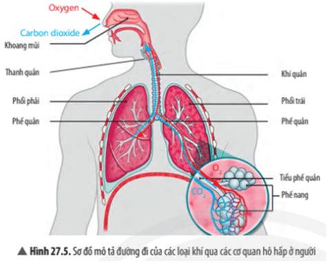 Kể Tên Các Bộ Phận Của Hệ Hô Hấp Và Chức Năng