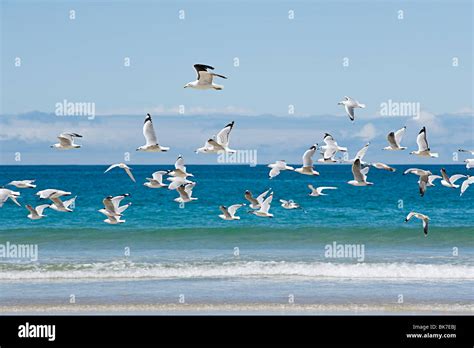 Bay Of Islands Seagulls Flying Over Sea Stock Photo Alamy