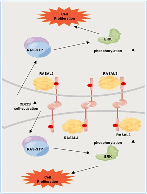 CD229 Interacts With RASAL3 To Activate RAS ERK Pathway In Multiple