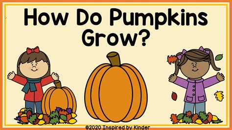 How Do Pumpkins Grow Pumpkin Life Cycle Youtube