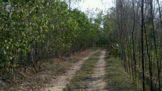 Agricultural Land Acre For Sale In Vadamadurai Dindigul Rei