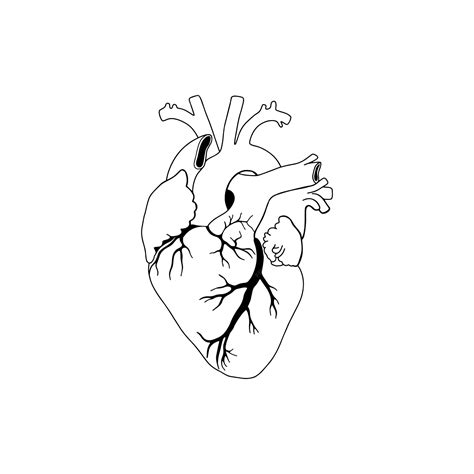 realistic anatomical heart 6