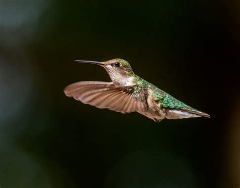 El asombroso corazón del colibrí te dejará sin aliento